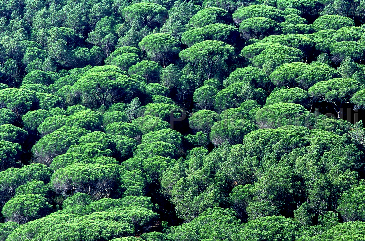 Pinewood in Maremma Natural Park (Uccellina), Tuscany, Italy
 (cod:Tuscany 16)